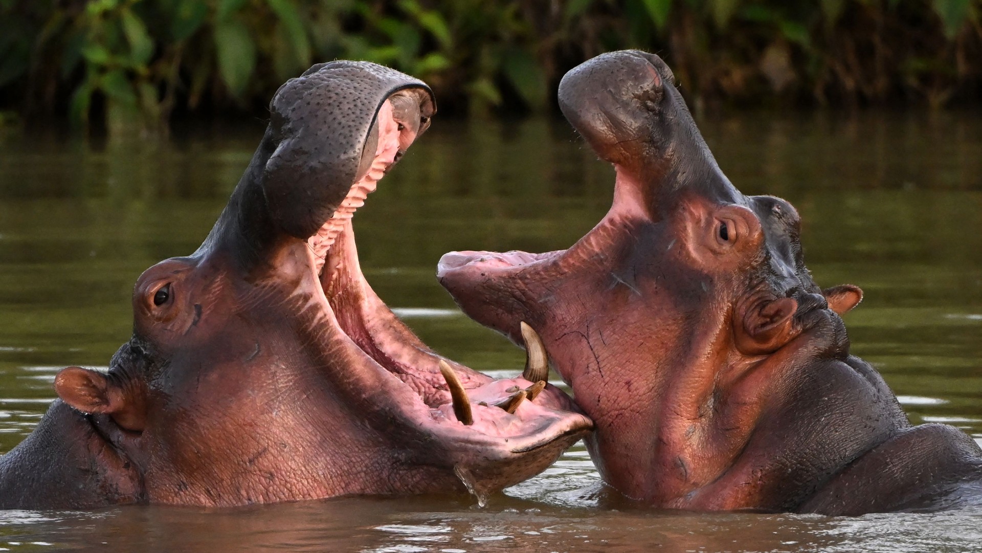 Colombia In Race To Reduce Its Hippo Population